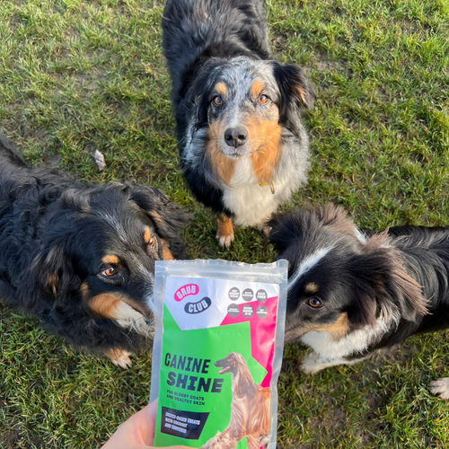 Eco friendly dog treats