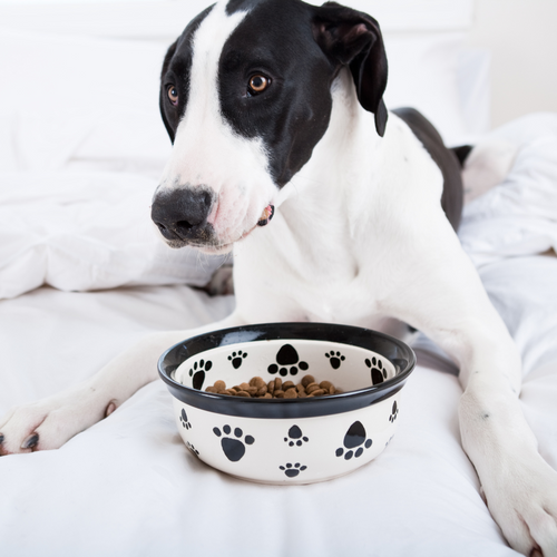 How to choose the best protein for your dog