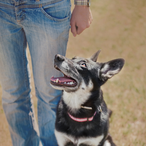 dog training