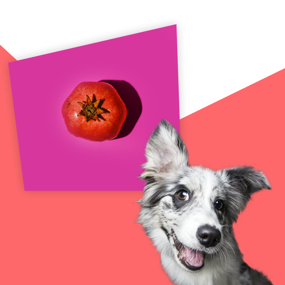 Can Dogs Eat Pomegranate? Everything You Need to Know