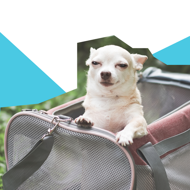 Holiday Abroad With Your Dog: The Ultimate Guide