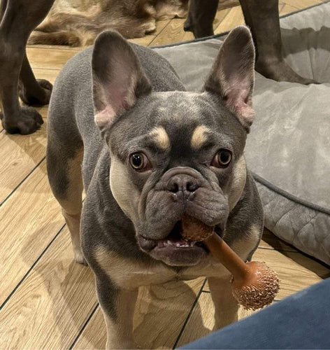 The Best Dog Food For Sensitive Stomachs | Grub Club Pets