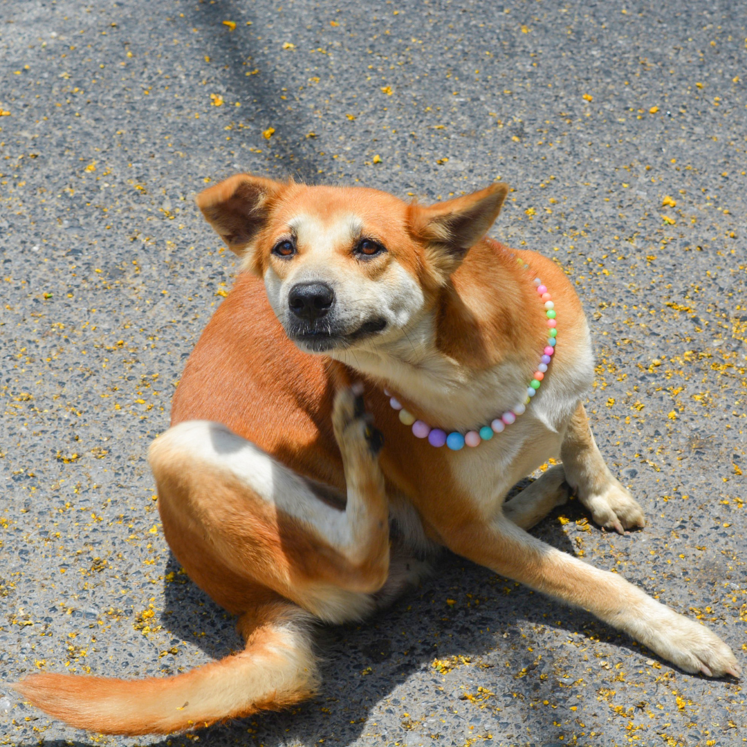 Dog reaction to clearance food