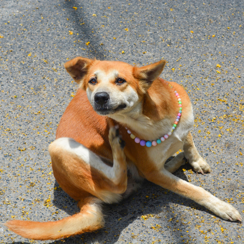 Allergies and Insect Dog Food: Everything You Need to Know