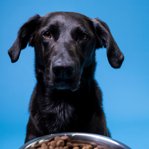 Are Dogs Carnivores?