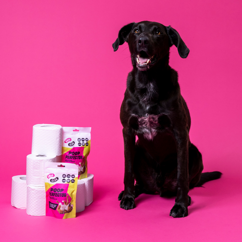 Is My Dog Pooping Too Much?