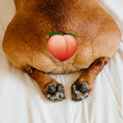 Signs Your Dog May Have Anal Gland Issues
