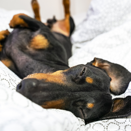 5 ways to improve your dog’s gut health