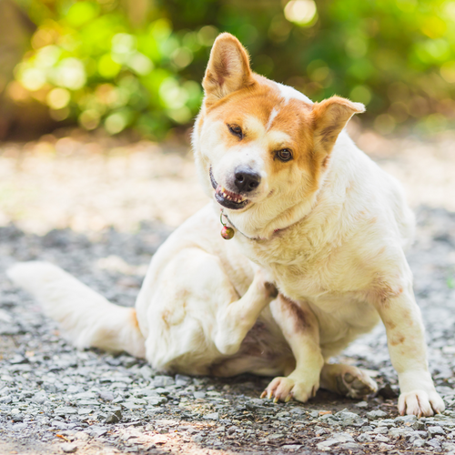How to get rid of fleas