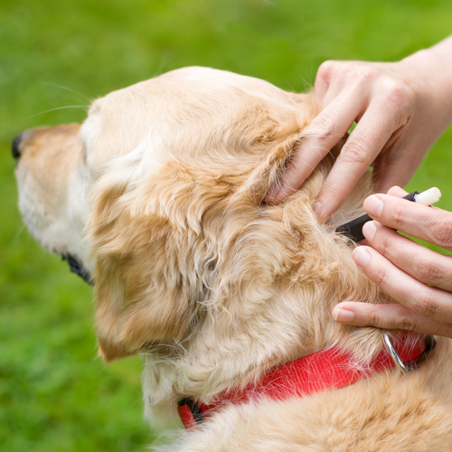 How to remove a tick from a dog