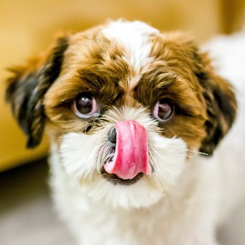 Raw food vs insect protein: what’s best for my dog?