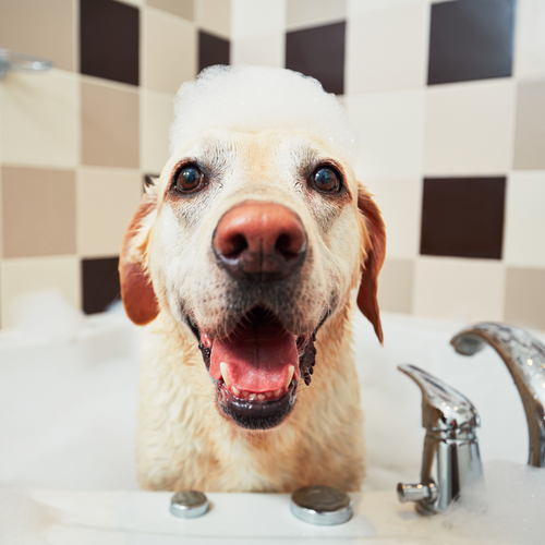 How often should I wash my dog?