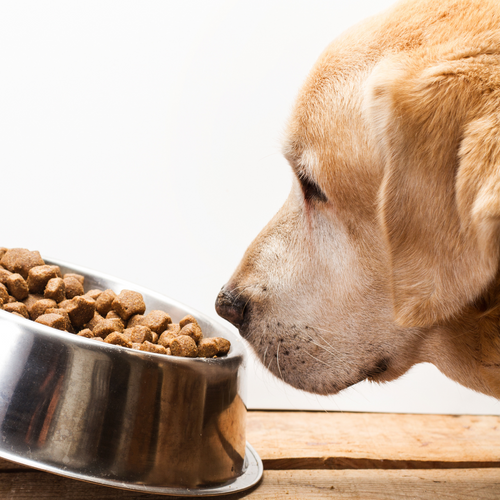 Fussy dog? Our guide to feeding fussy eaters