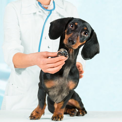 Does Your Dog Really Need A Prescription Diet?