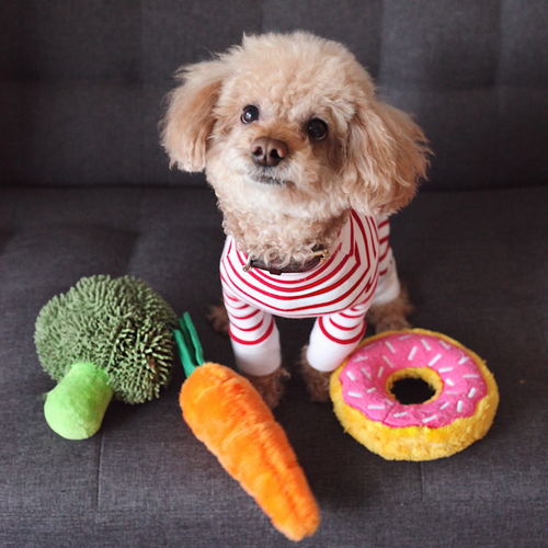 Vegan vs insect-based dog food: the pros and cons