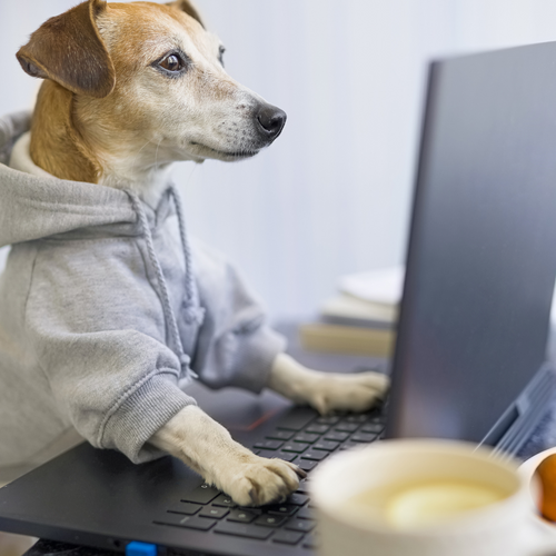 Busting the myths behind dog food