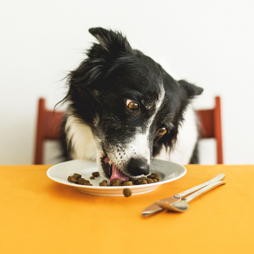 Pancreatitis in Dogs: Everything You Need to Know
