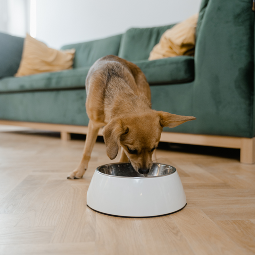 How Often Should I Feed my Dog?