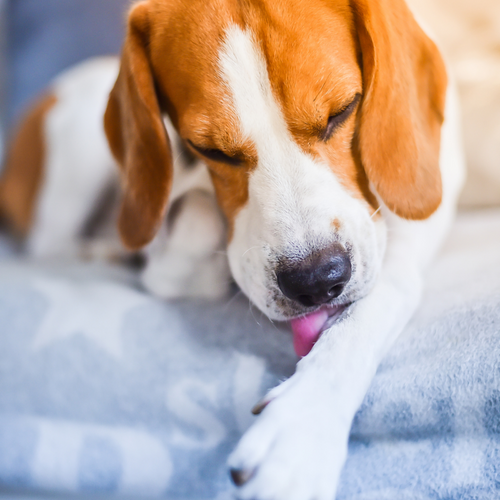 What should I feed my dog with sensitive skin?