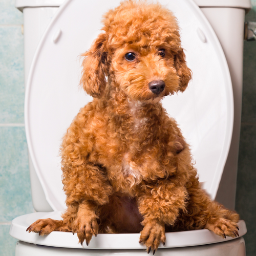 Do Dogs Need Prebiotics?