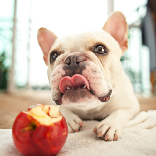 Can Dogs Eat Apple? | A Comprehensive Guide for Pet Owners
