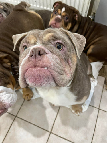 What is hypoallergenic dog food?