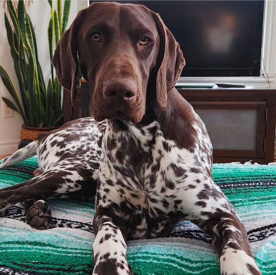 Tracey's pointer, Cleo