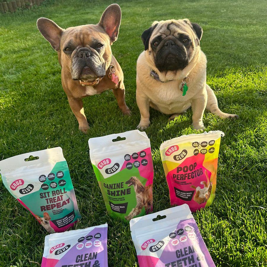 Annete's French bulldog and pug