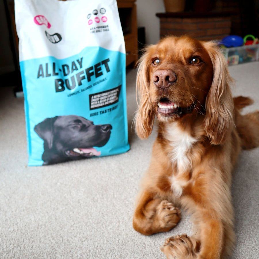 Sherry's spaniel next to a bag of All-Day Buffet
