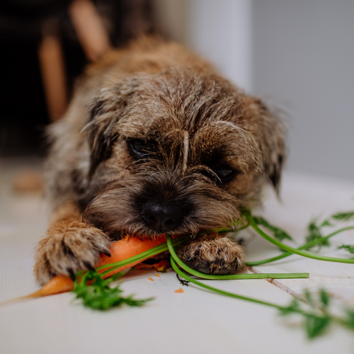 What are the best vegetables for dogs?