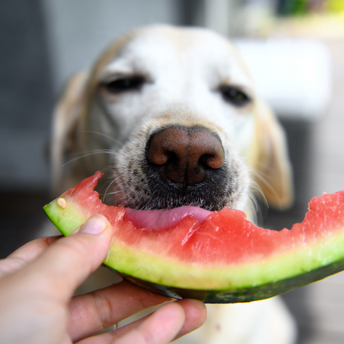 Can Dogs Have Fruit? | Is Fruit Good For Dogs? | Grub Club Pets