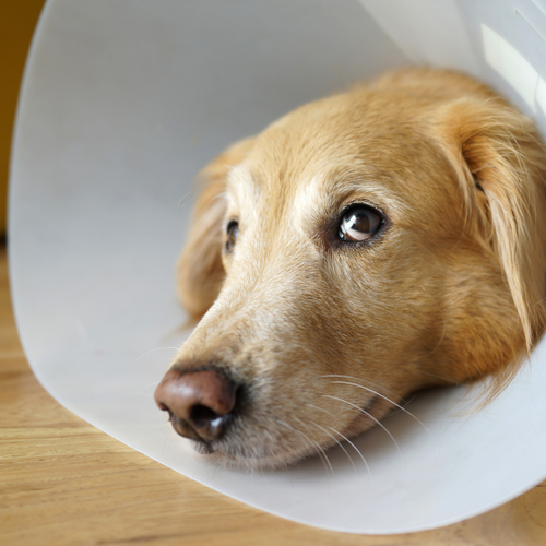 Itchy skin in dogs