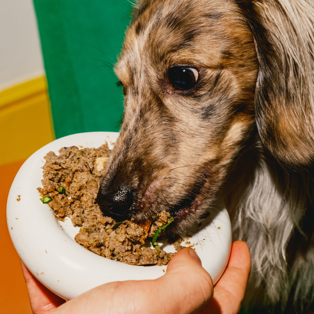 The Gut-Immune Connection: How Your Dog’s Microbiome Supports Their Overall Health
