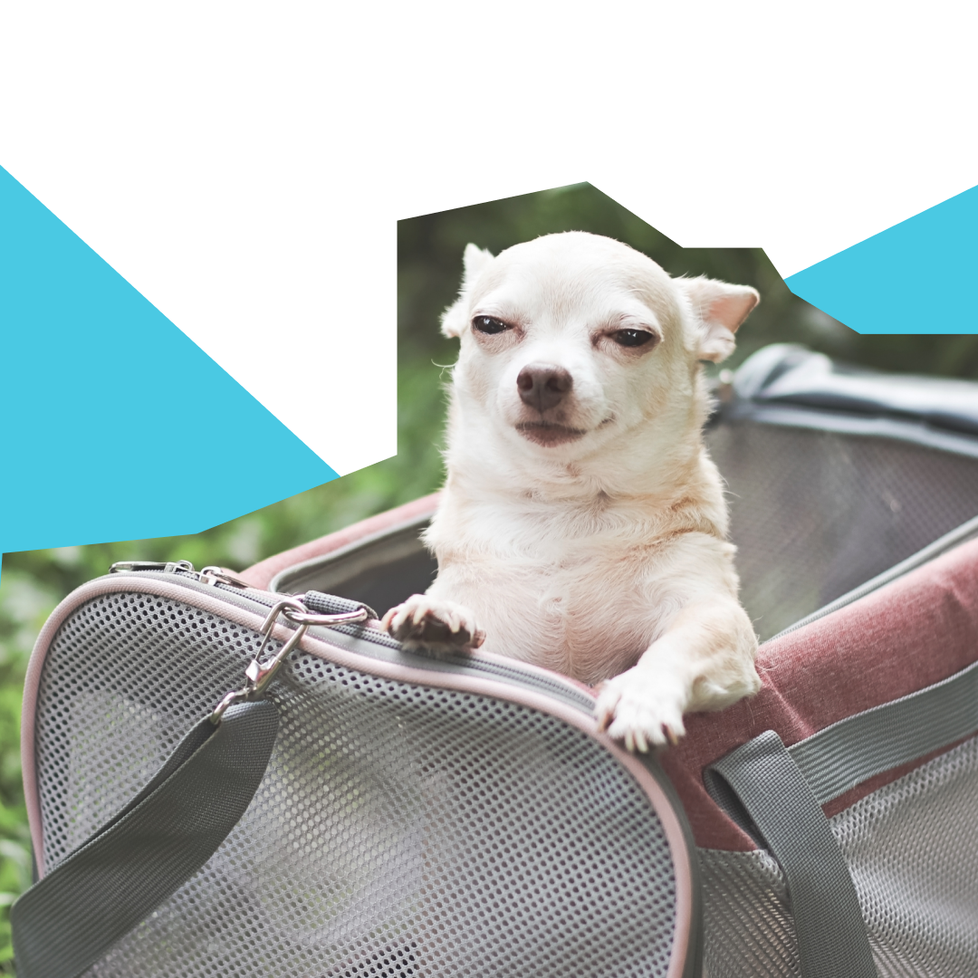 Holiday Abroad With Your Dog: The Ultimate Guide