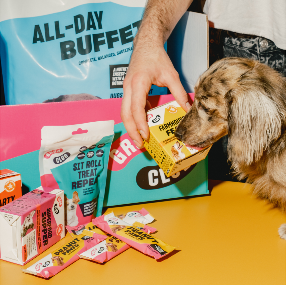 Why Insect Protein is a Game-Changer for Dogs with Sensitive Stomachs