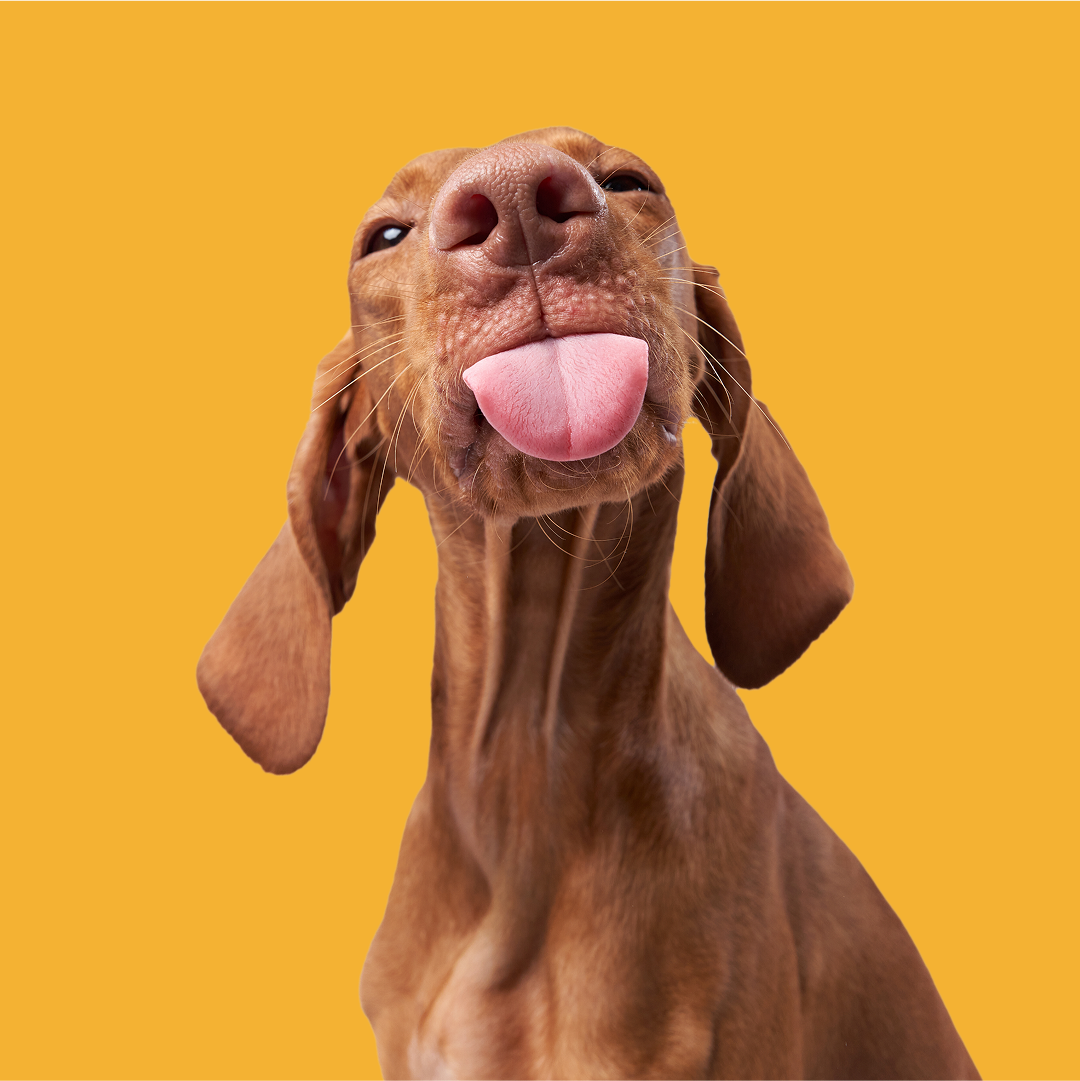 Can Dogs Eat Peanut Butter? Things to Consider