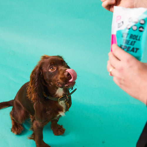 5 Benefits of Insect Protein | Is it Good for Dogs?
