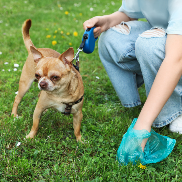 Why Is My Dog Pooping More After Switching Food?