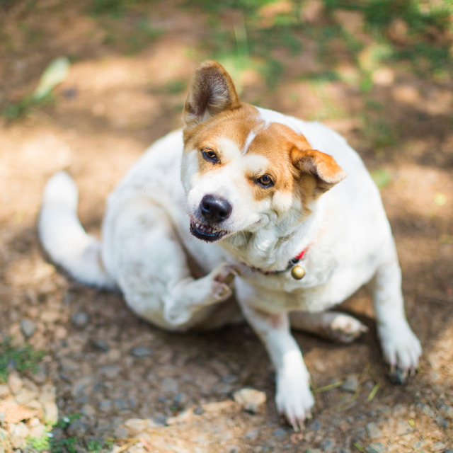 The Benefits of Insect Dog Food for Dogs with Allergies
