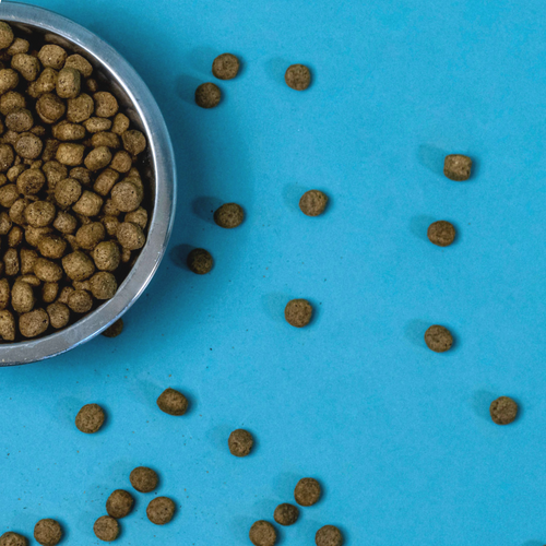 Novel Protein for Dogs: What is it and is it Good? | Grub Club Pets