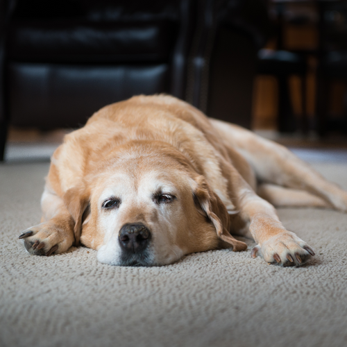 Buzzing with Benefits: Insect Protein and Its Health Benefits for Senior Dogs
