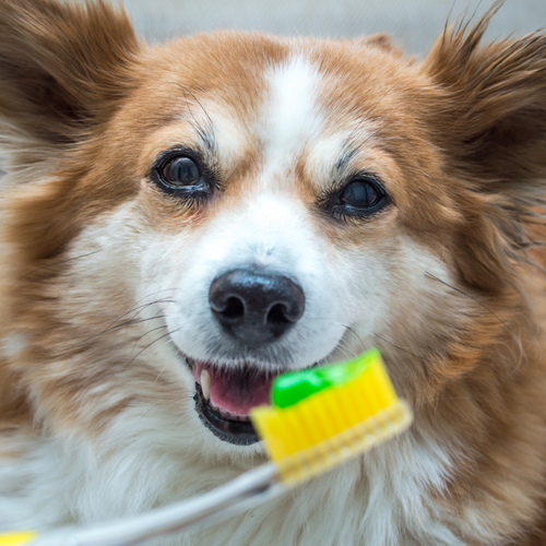 Should I Brush My Dog’s Teeth? | Dog Dental Tips | Grub Club Pets