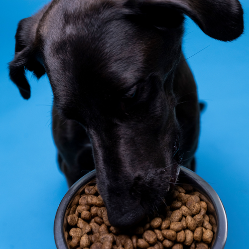 The Ultimate Guide to Elimination Diets for Dogs: Finding Relief for Food Allergies