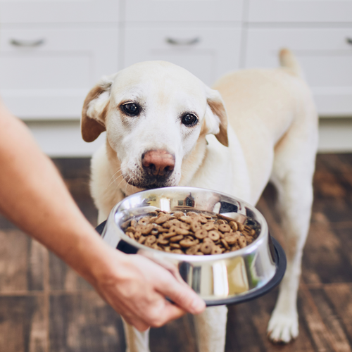 Why Won’t My Dog Eat Their New Food?