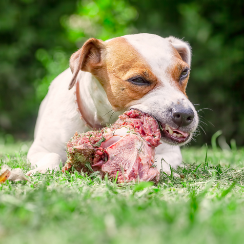 Could Raw Feeding be Triggering Your Dog’s Allergies?
