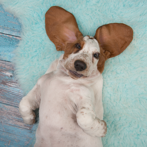 Tips for Dogs with Sensitive Stomachs