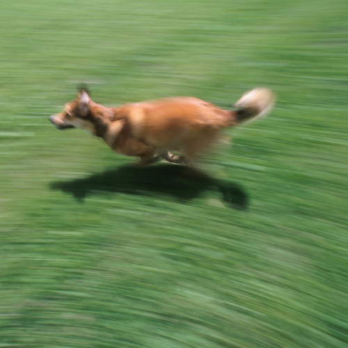 Quirky dog behaviours explained