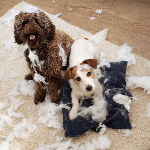 How to deal with separation anxiety in dogs