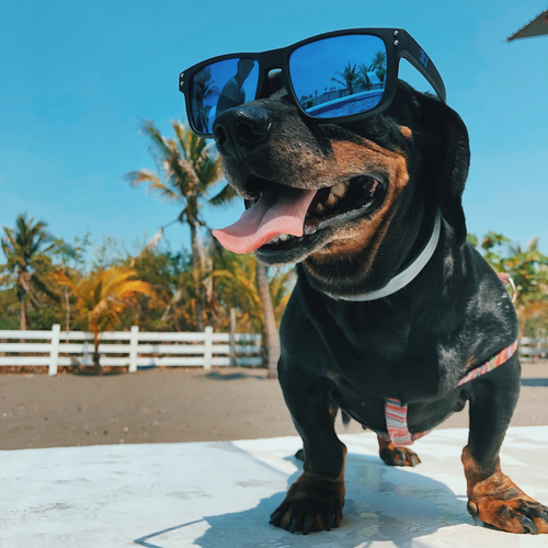 How to keep your dog cool in the summer