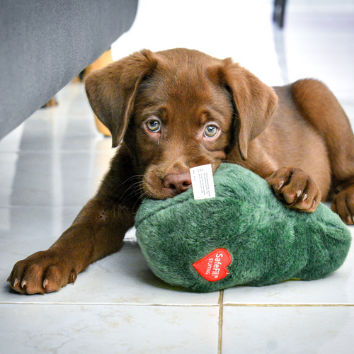 How to introduce your puppy to their new home